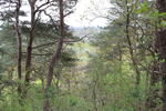 Schoorlse duinen